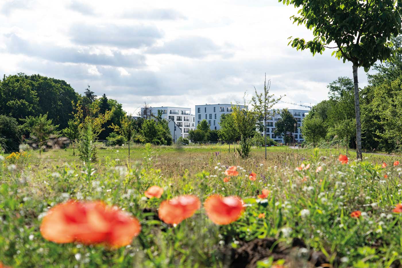 Weite Wiese mit Mohnblumen und Bäumen vor Wohnbebauung FRANKLIN Mitte