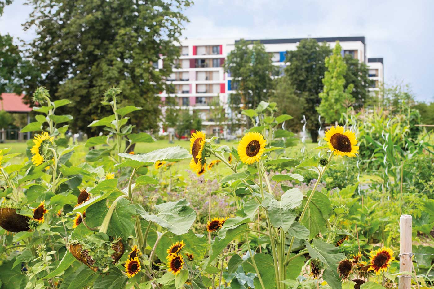 Nutzgarten mit Sonnenblumen vor Wohnbebauung