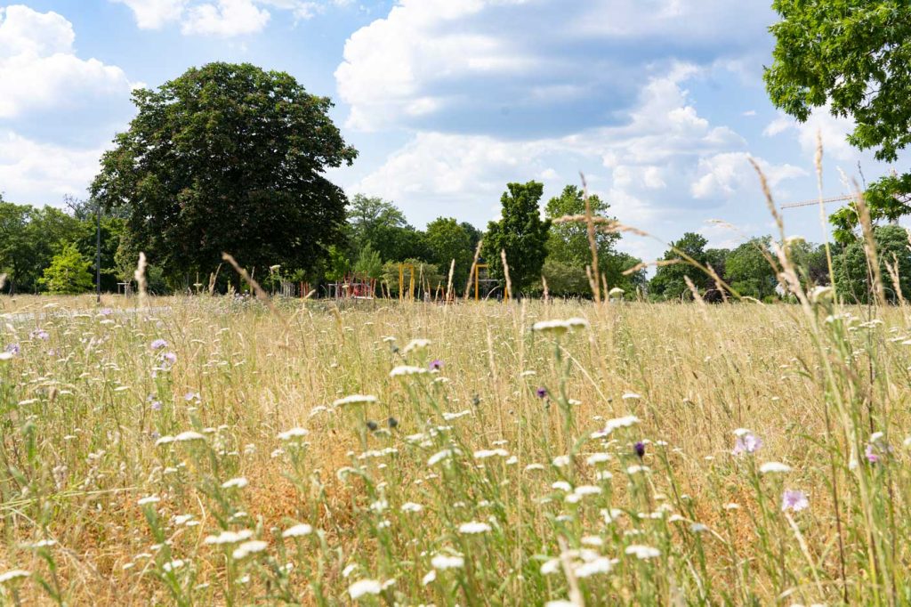 Wiese und Bäume auf der Grünfläche Elementary School