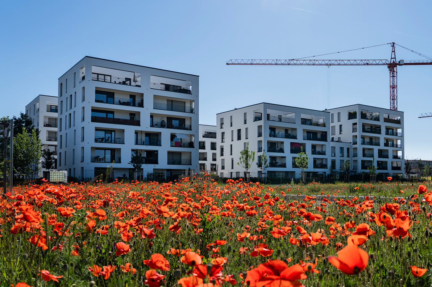 Weiße Wohngebäude im Hintergrund mit roten Mohnblumen im Vordergrund.