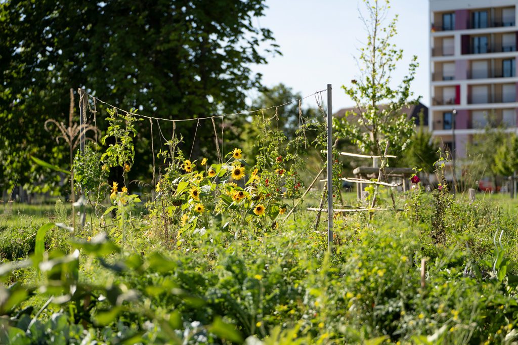 Ein grüner Garten mit Sonnenblumen.