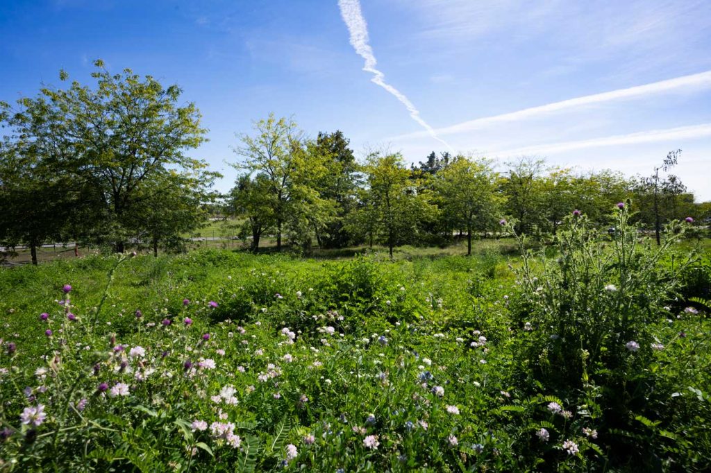 Eine grüne Wiese mit Wildblumen und grünen Bäumen im Hintergrund.