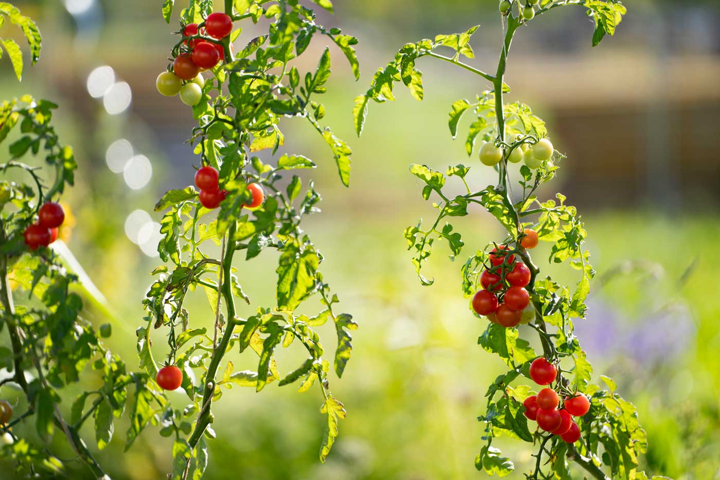 Reife Kirschtomaten die noch an der Pflanze hängen.