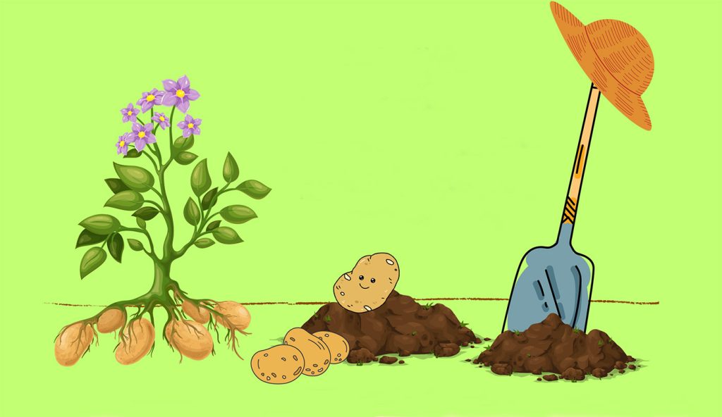 Zeichnung mit blühender Kartoffelpflanze, Kartoffeln auf Erdhügel und im Boden steckender Spaten mit Hut.