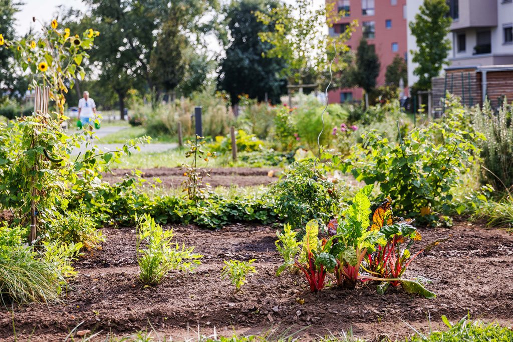 Foto eines Nutzgarten