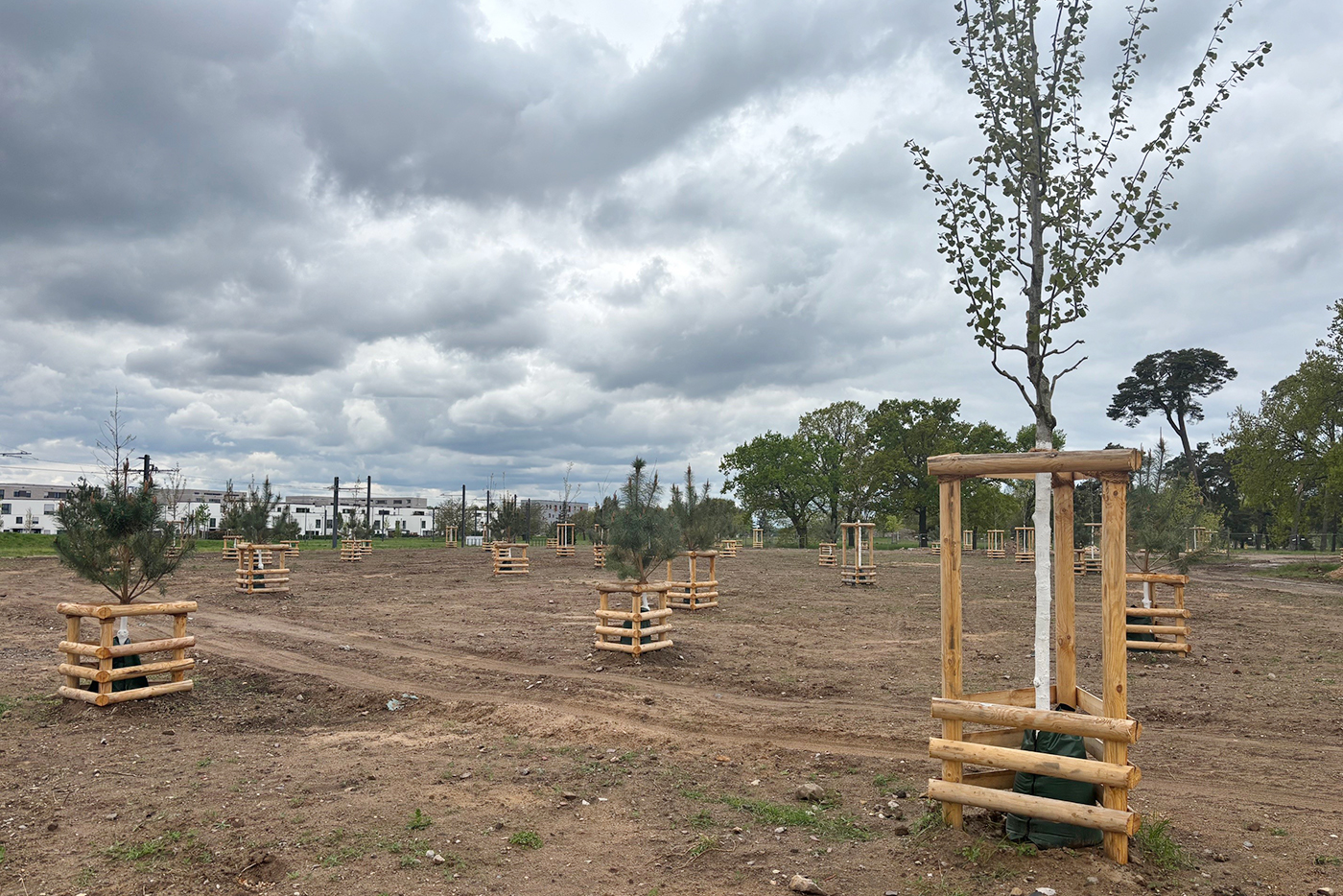 Frisch gepflanzte Bäume mit Schutzumrandung aus Holz auf Sullivan Nord.