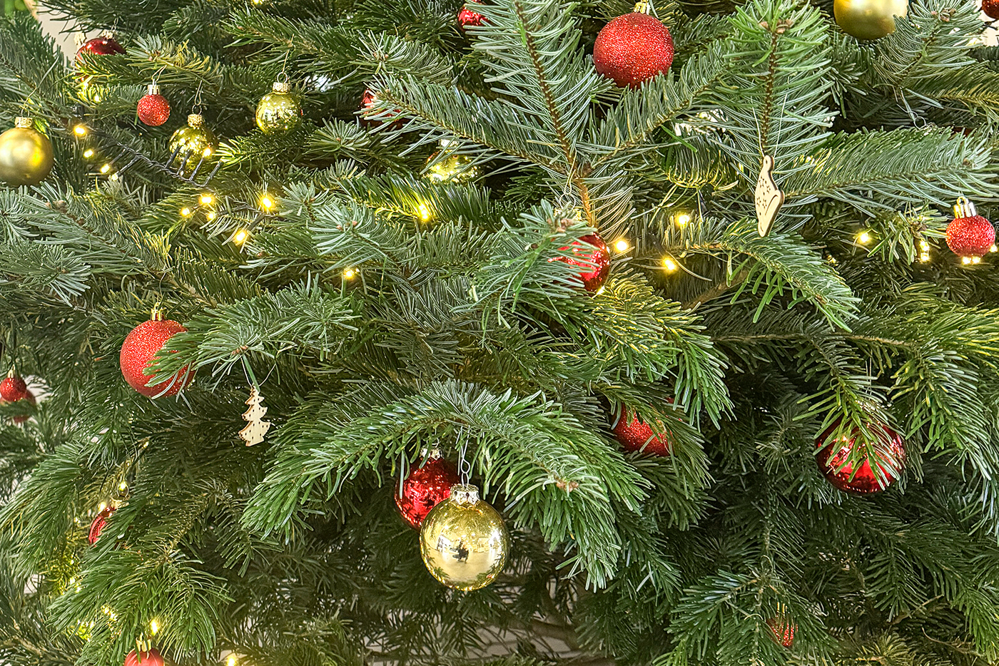 KI-basierte Bildbeschreibung | Nahaufnahme eines mit roten und goldenen Ornamenten geschmückten Weihnachtsbaums, kleinen weißen Lichterketten und einem Terminkalender zwischen den Zweigen.