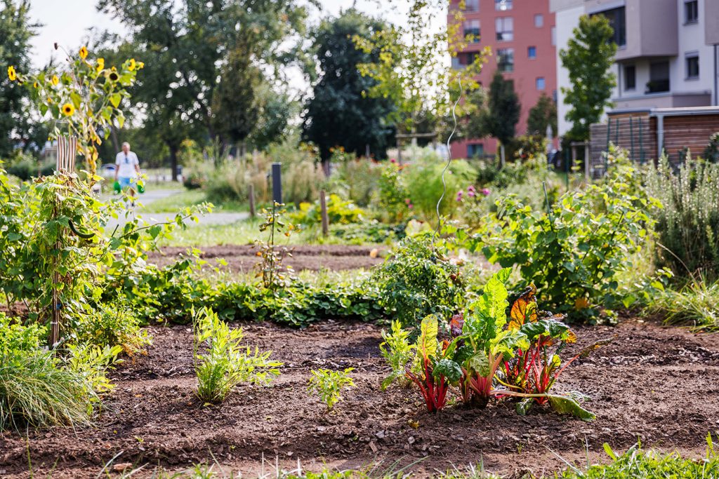 KI-basierte Bildbeschreibung | Ein Gemeinschaftsgarten mit verschiedenen Grünpflanzen und Gemüsesorten, die in der Erde wachsen, vor Wohngebäuden, in denen zwei Personen im Hintergrund spazieren gehen.