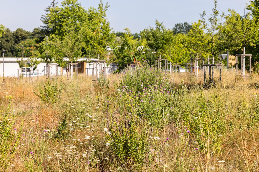 KI-basierte Bildbeschreibung | Ein grasbewachsenes Feld mit Wildblumen und jungen Bäumen. Im Hintergrund sind bei klarem Himmel einige Gebäude zu sehen, die möglicherweise zum Gebiet von Termine gehören.