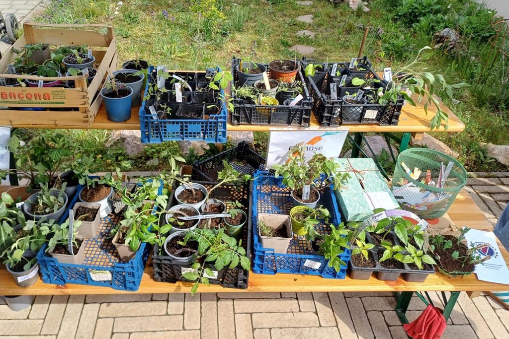 KI-basierte Bildbeschreibung | Eine Vielzahl von Topfpflanzen und Setzlingen wird auf Holztischen im Freien ausgestellt, die in Kisten und Schalen für einen Pflanzenverkauf oder eine Tauschbörse organisiert sind - informieren Sie sich bei den örtlichen Terminen über die nächsten Termine.