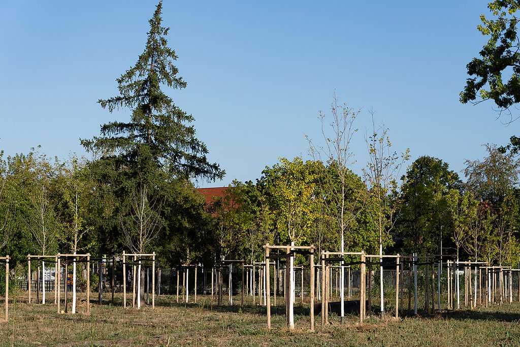 KI-basierte Bildbeschreibung | Ein Feld mit jungen Bäumen, die von Holzpfählen gestützt werden, im Hintergrund eine hohe Nadelbaumart vor einem strahlend blauen Himmel.